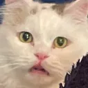 yoshi