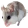 alabamabeachmouse