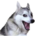 dog_dog