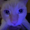 stare