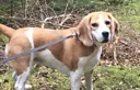 Doggg
