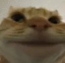 hnk_cattosmile hnk_cattosmile