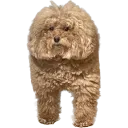 susdog