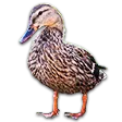 imrosenDuck