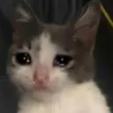 sadcatCry