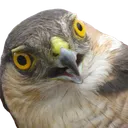 confusedSparrowhawk