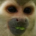 ketamonkey