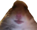 hammy hammy