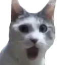 CatGasp