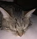 HGsleep HGsleep
