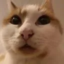 bruhcat bruhcat