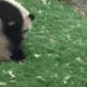 3S_PandaRoll