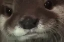 otterwtf otterwtf