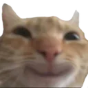 smilcat smilcat