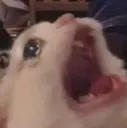 cry