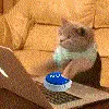nutcat