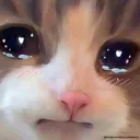 cryingkitty cryingkitty