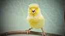 canarycareofbcrlogo Discord Emoji