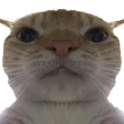 bruhCat