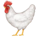 cock