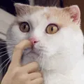 nosepick