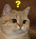 realquestioncat Discord Emoji