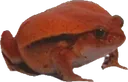 beef