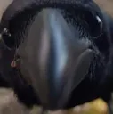 birdstare birdstare
