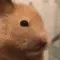 HamsterHuh