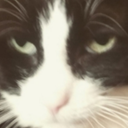 Catstare Discord emoji