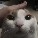 ch_pettingmycat