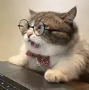 VE_catseek