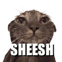 wetcatsheesh wetcatsheesh