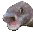 pogfish
