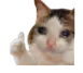 catthumbsup
