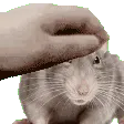 rratPat