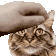 Petcat Discord Emoji