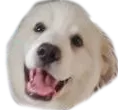 derp derp