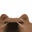 STARE