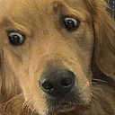 dogvish Discord emoji