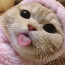 catlingua Discord emoji