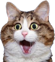 catshocked Discord emoji