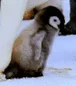 cutepenguin
