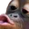monkeyKiss