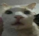 catuh
