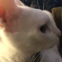 BruhWot