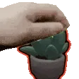 PETTHEPLANT