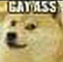 GAYASS