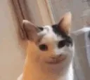 catstarehmm
