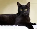 ablackcat ablackcat